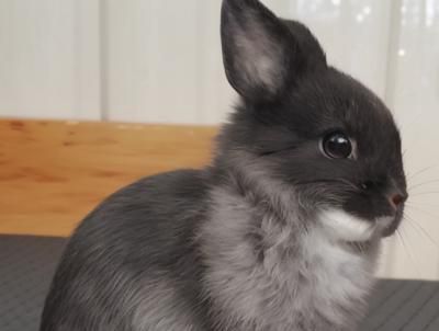 兔子（荷兰侏儒兔）Netherland Dwarf Rabbit