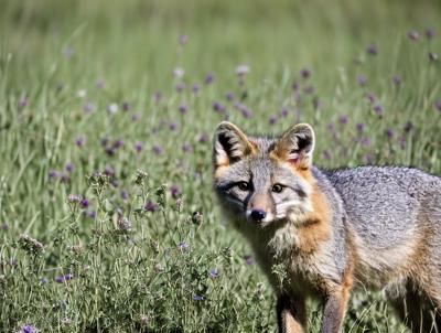 灰狐狸 Gray fox