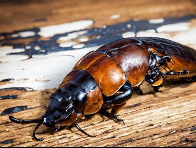 虫类（多种）EdobBugs